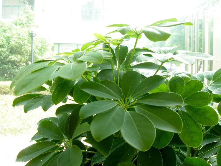 鴨腳木盆栽的5個養護要點，讓它長得枝繁葉茂，株型美觀