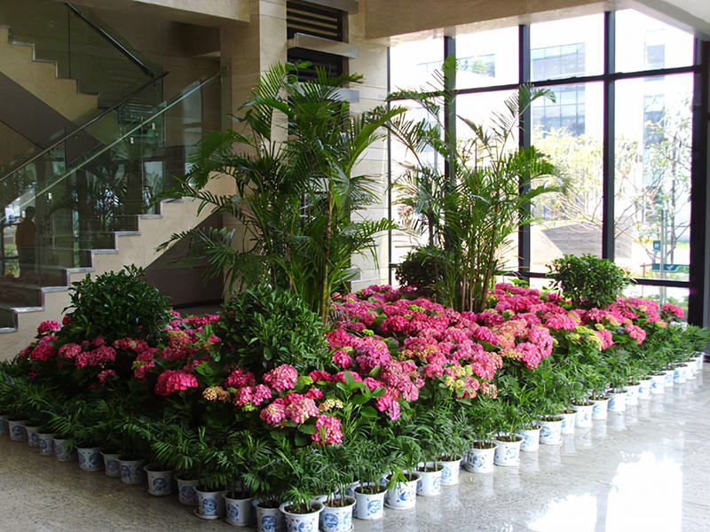 酒店大堂怎么擺放綠植盆栽？綠植租賃時怎么組景？
